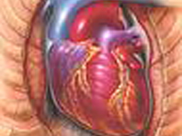 Холестерин: сосудам и сердцу - вред, а мозгу польза!?